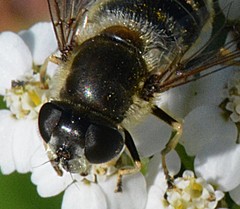 Eristalis rupium