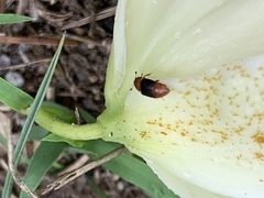 Caplothorax melanopterus