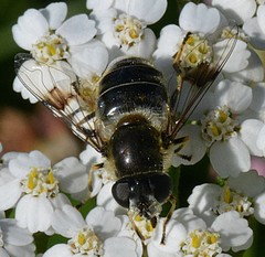 Eristalis rupium