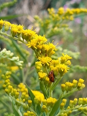 Coccinella septempunctata