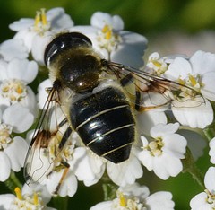 Eristalis rupium