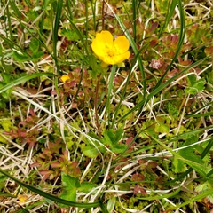 Potentilla flabellifolia
