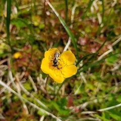 Potentilla flabellifolia