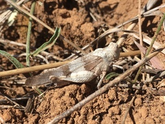 Oedipoda germanica meridionalis