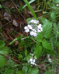 Cardamine macrophylla