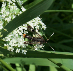 Synanthedon scoliaeformis