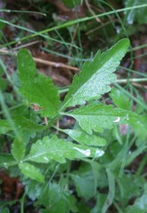 Cardamine macrophylla