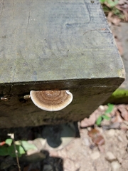 Trametes orientalis