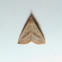 Macrochilo hypocritalis