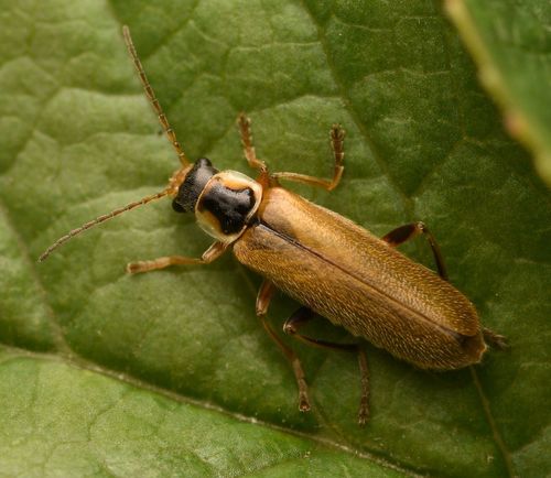 Cantharis decipiens