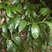 Pararistolochia praevenosa - Photo (c) Ian McMaster, some rights reserved (CC BY-NC), uploaded by Ian McMaster