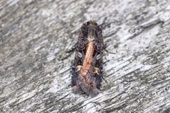 Actebia fennica