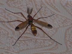 Ctenophora ornata