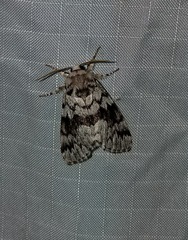 Panthea acronyctoides