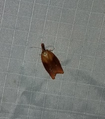 Sparganothis violaceana