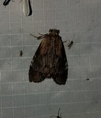 Dasylophia thyatiroides