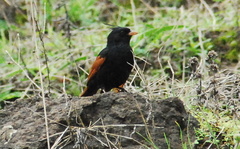 Emberiza lathami