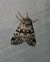 Panthea acronyctoides