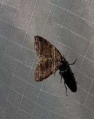 Anticlea multiferata