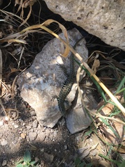 Podarcis muralis maculiventris