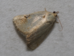 Protodeltote albidula