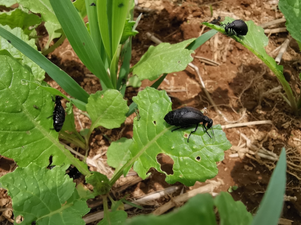Epicauta mexicana