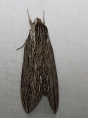 Sphinx canadensis