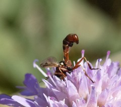Physocephala vittata