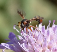 Physocephala vittata