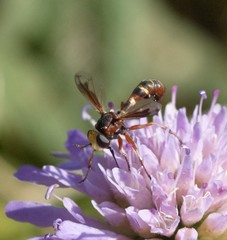 Physocephala vittata
