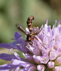 Physocephala vittata