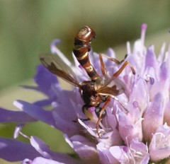 Physocephala vittata