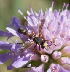 Physocephala vittata