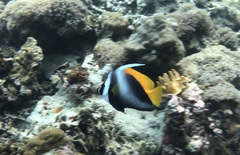 Heniochus singularius
