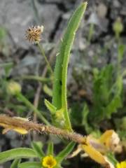 Biscutella auriculata