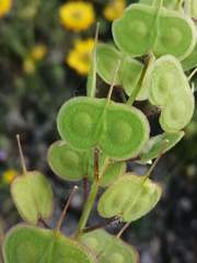 Biscutella auriculata