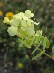 Biscutella auriculata