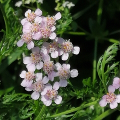 Achillea roseo-alba