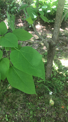 Catalpa