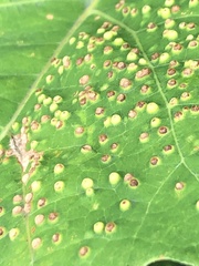 Neuroterus saltarius