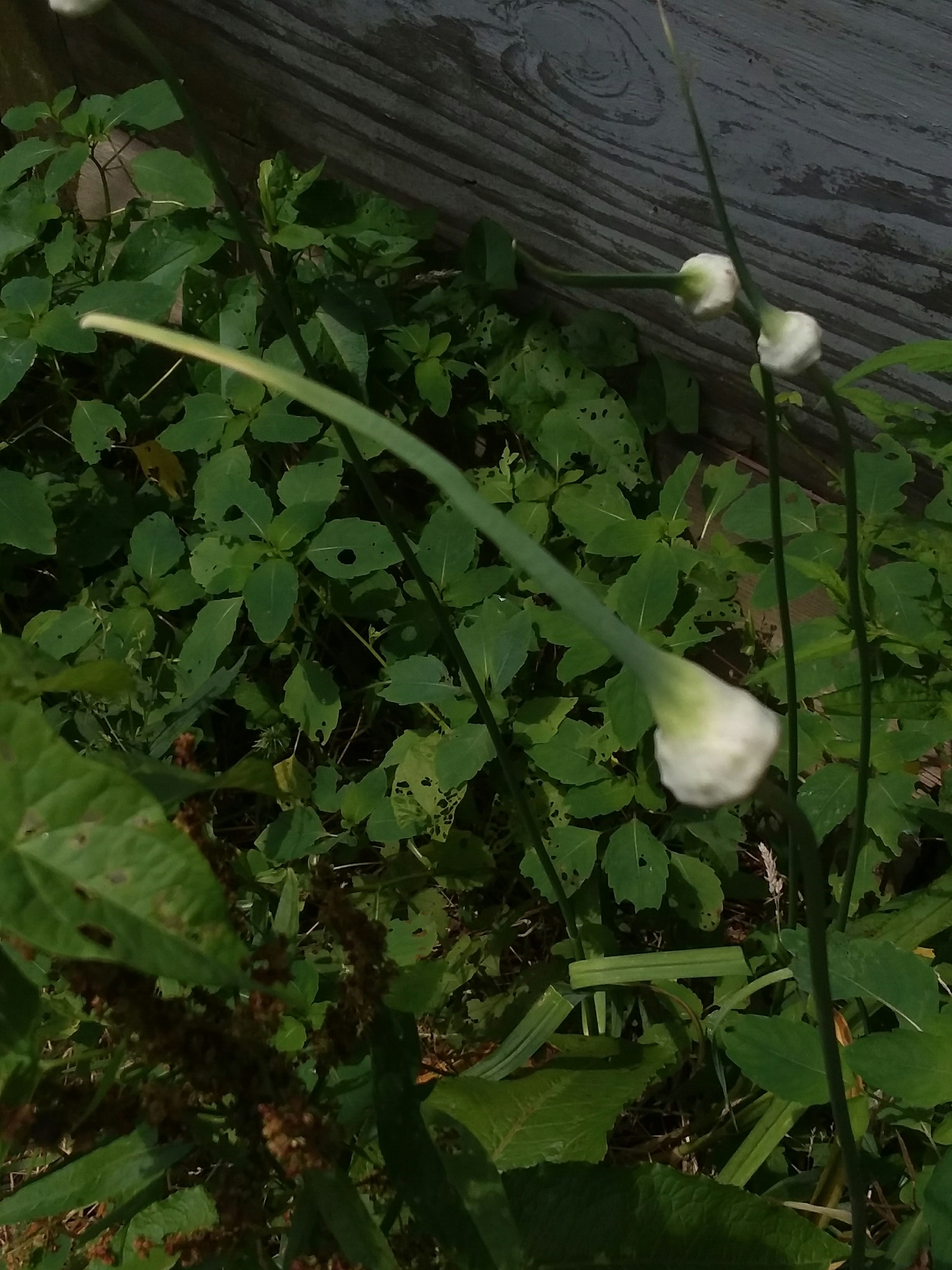Allium sativum var. sativum