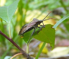 Piezogaster basilicus