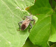 Piezogaster basilicus