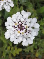 Iberis pectinata