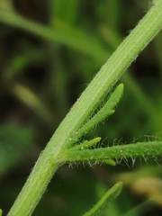 Iberis pectinata