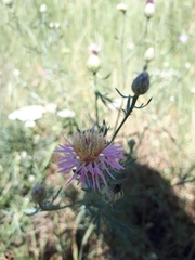 Centaurea arenaria
