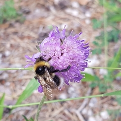 Bombus cryptarum