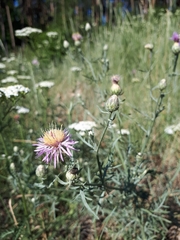 Centaurea arenaria