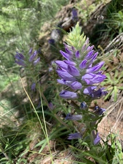 Campanula spicata