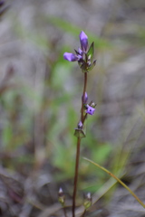 Gentianella propinqua propinqua